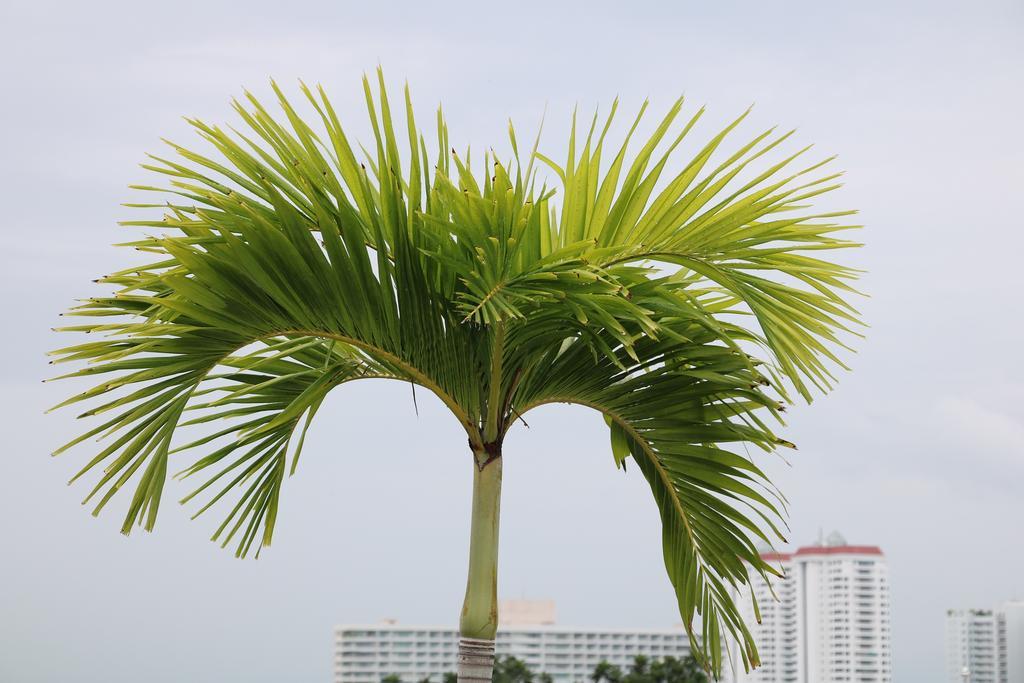 Sp Art Collection Condon Pattaya Luaran gambar
